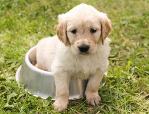 Puppy Parenthood 101: Essential Tips for Beginners on Caring for Your New Furry Friend