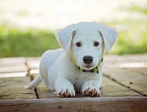 Caring for Puppies from Birth to 8 Weeks: A Week-by-Week Guide for New Pet Parents