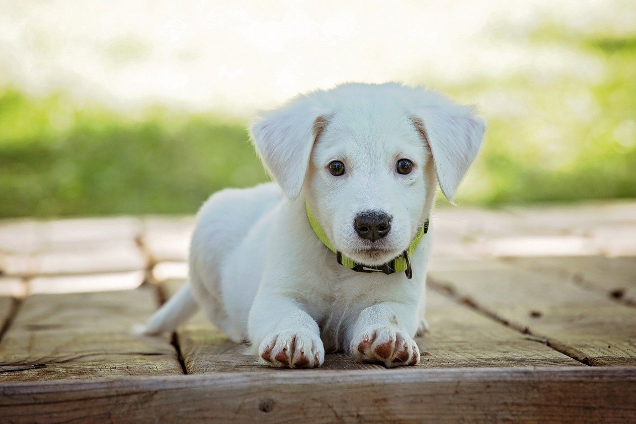 Caring for Puppies